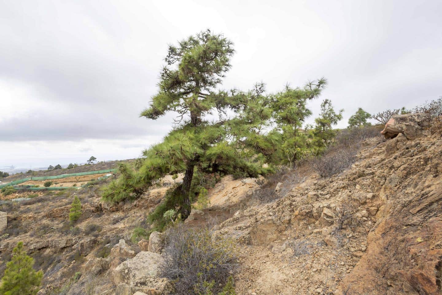 Terre non Aménagée à vendre à Arico - 98 000 € (Ref: 9363364)