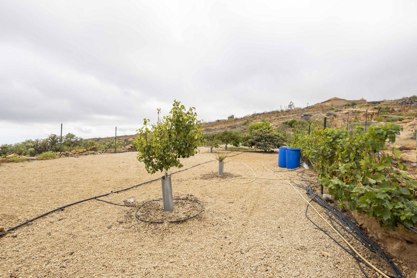 Terre non Aménagée à vendre à Arico - 98 000 € (Ref: 9363364)