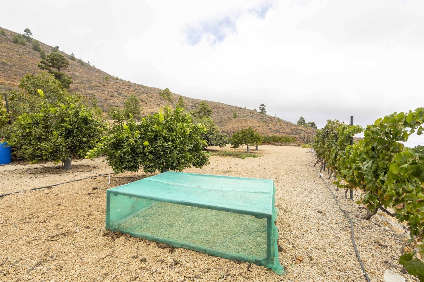 Terre non Aménagée à vendre à Arico - 98 000 € (Ref: 9363364)