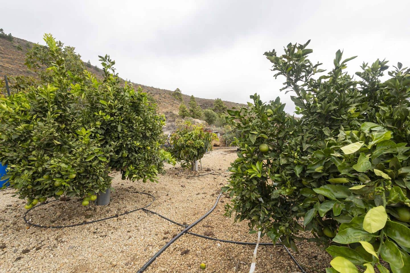 Terre non Aménagée à vendre à Arico - 98 000 € (Ref: 9363364)