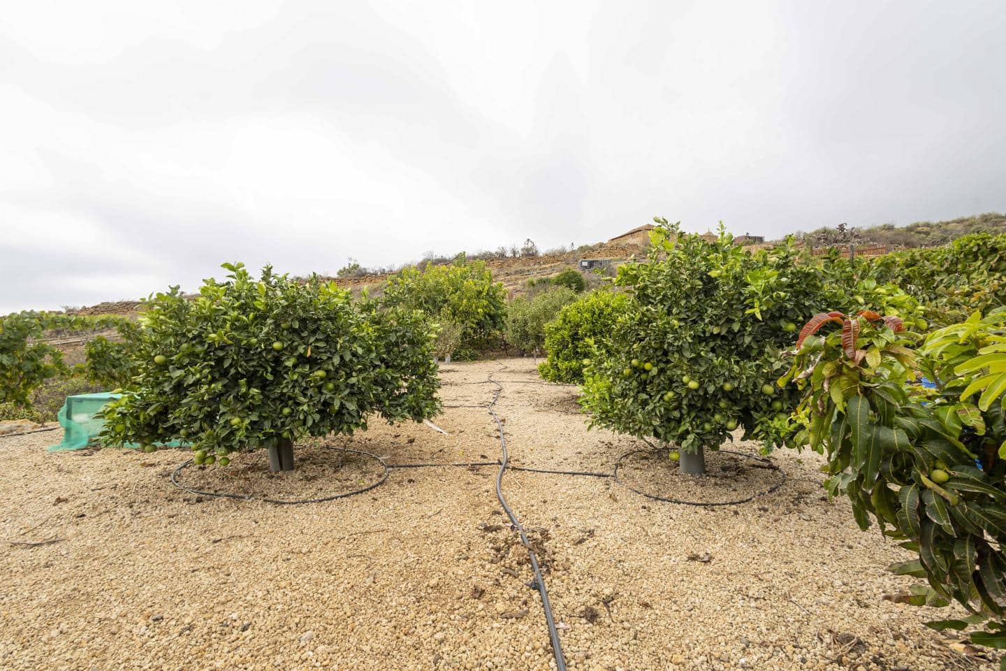 Terre non Aménagée à vendre à Arico - 98 000 € (Ref: 9363364)