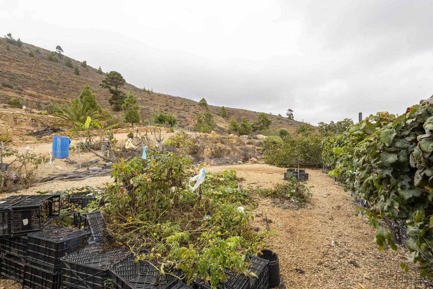 Terre non Aménagée à vendre à Arico - 98 000 € (Ref: 9363364)