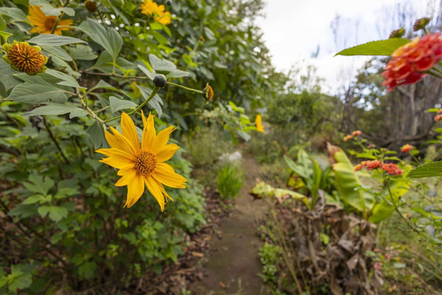 3 slaapkamer Villa te koop in Los Realejos - € 239.999 (Ref: 9420082)