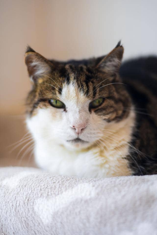 3 Zimmer Villa zu verkaufen in Los Realejos - 749.750 € (Ref: 9469942)