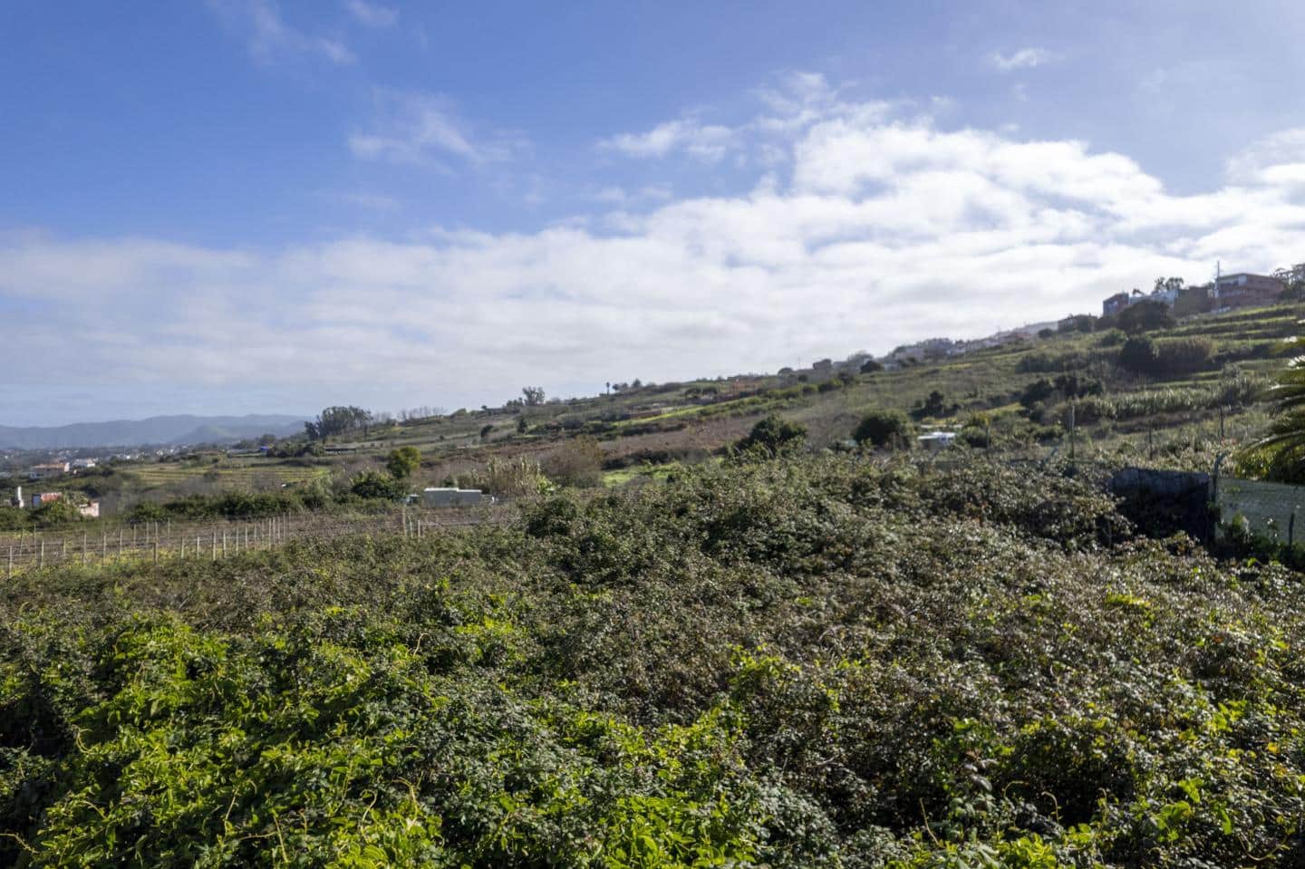 Grond te koop in Tacoronte - € 150.000 (Ref: 9566773)