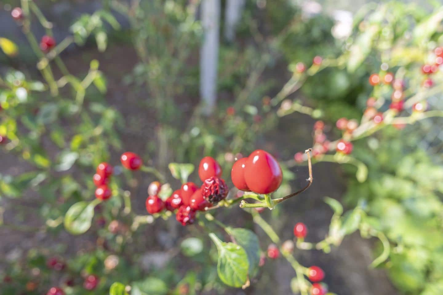 7 makuuhuone Huvila myytävänä paikassa Icod de los Vinos - 439 500 € (Ref: 9598368)