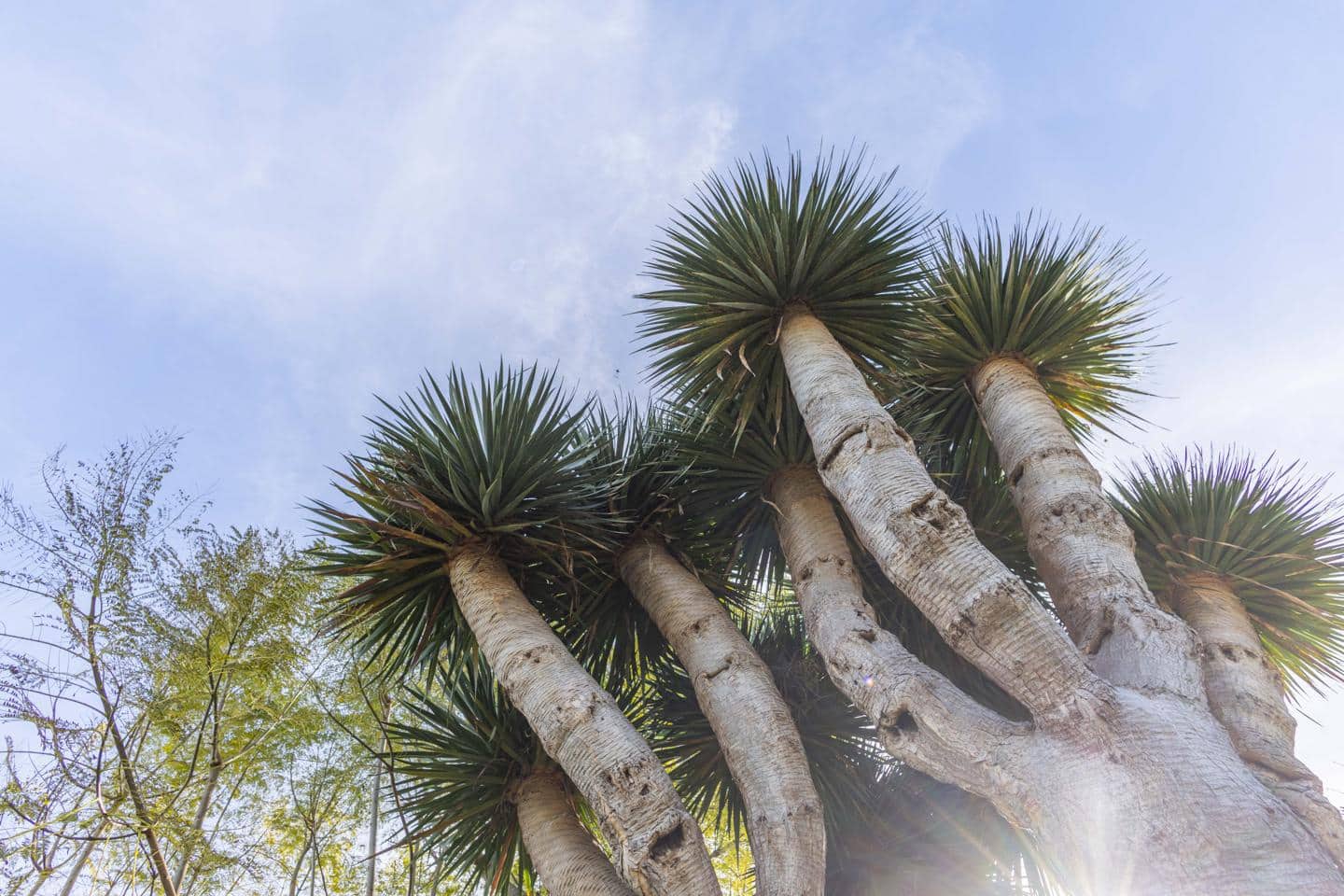 7 makuuhuone Huvila myytävänä paikassa Icod de los Vinos - 439 500 € (Ref: 9598368)