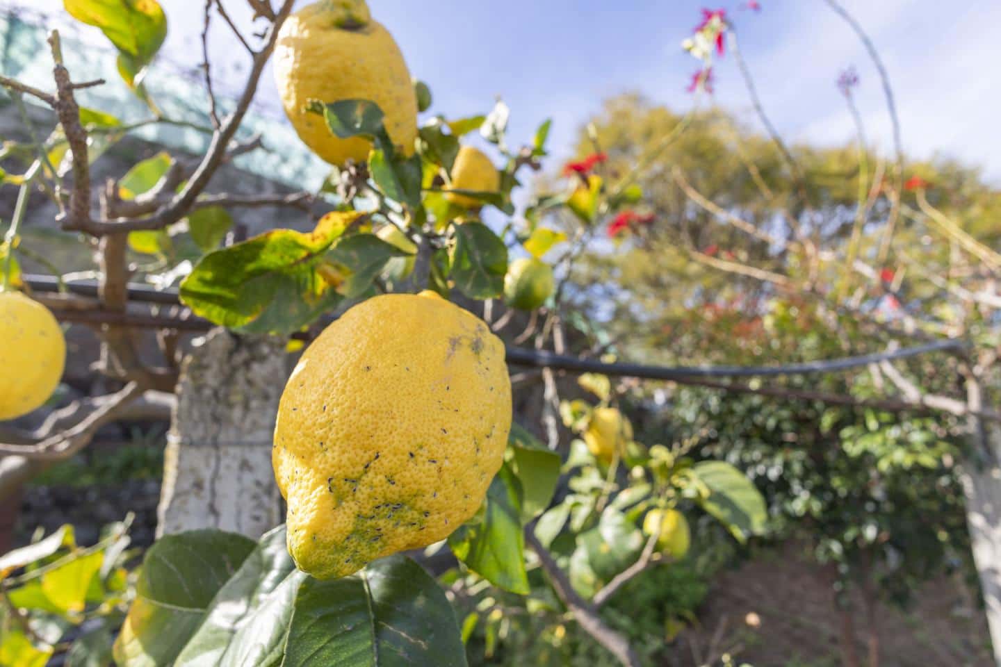 7 makuuhuone Huvila myytävänä paikassa Icod de los Vinos - 439 500 € (Ref: 9598368)