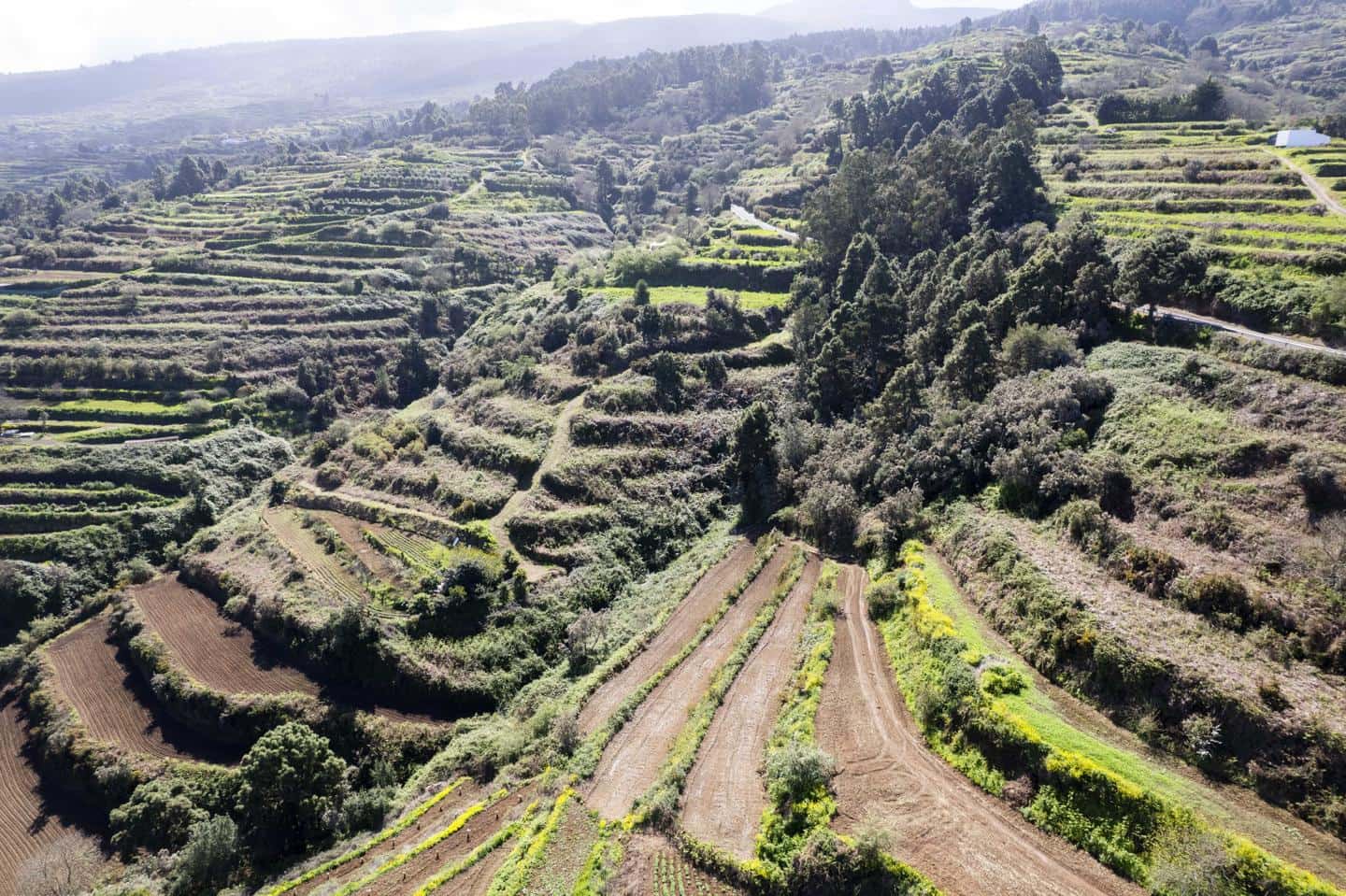 Undeveloped Land for sale in San Juan de la Rambla - € 67,000 (Ref: 9700100)