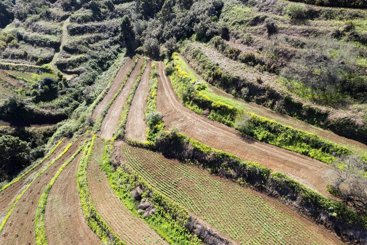 Undeveloped Land for sale in San Juan de la Rambla - € 67,000 (Ref: 9700100)