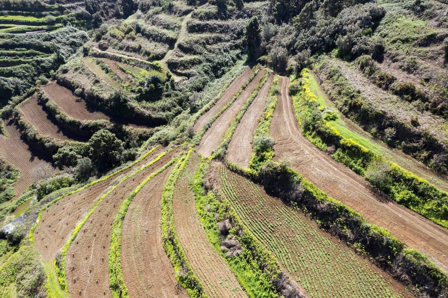 Undeveloped Land for sale in San Juan de la Rambla - € 67,000 (Ref: 9700100)