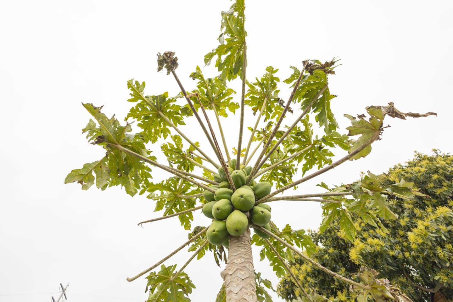 3 slaapkamer Villa te koop in Los Realejos met zwembad - € 345.000 (Ref: 9759429)