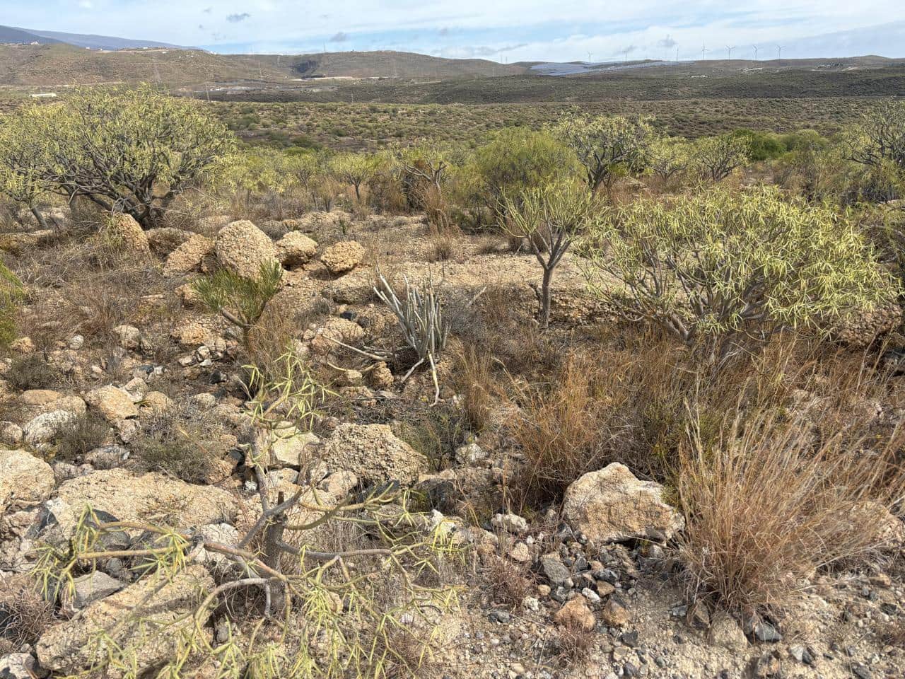 Undeveloped Land for sale in Arico - € 29,500 (Ref: 9776938)