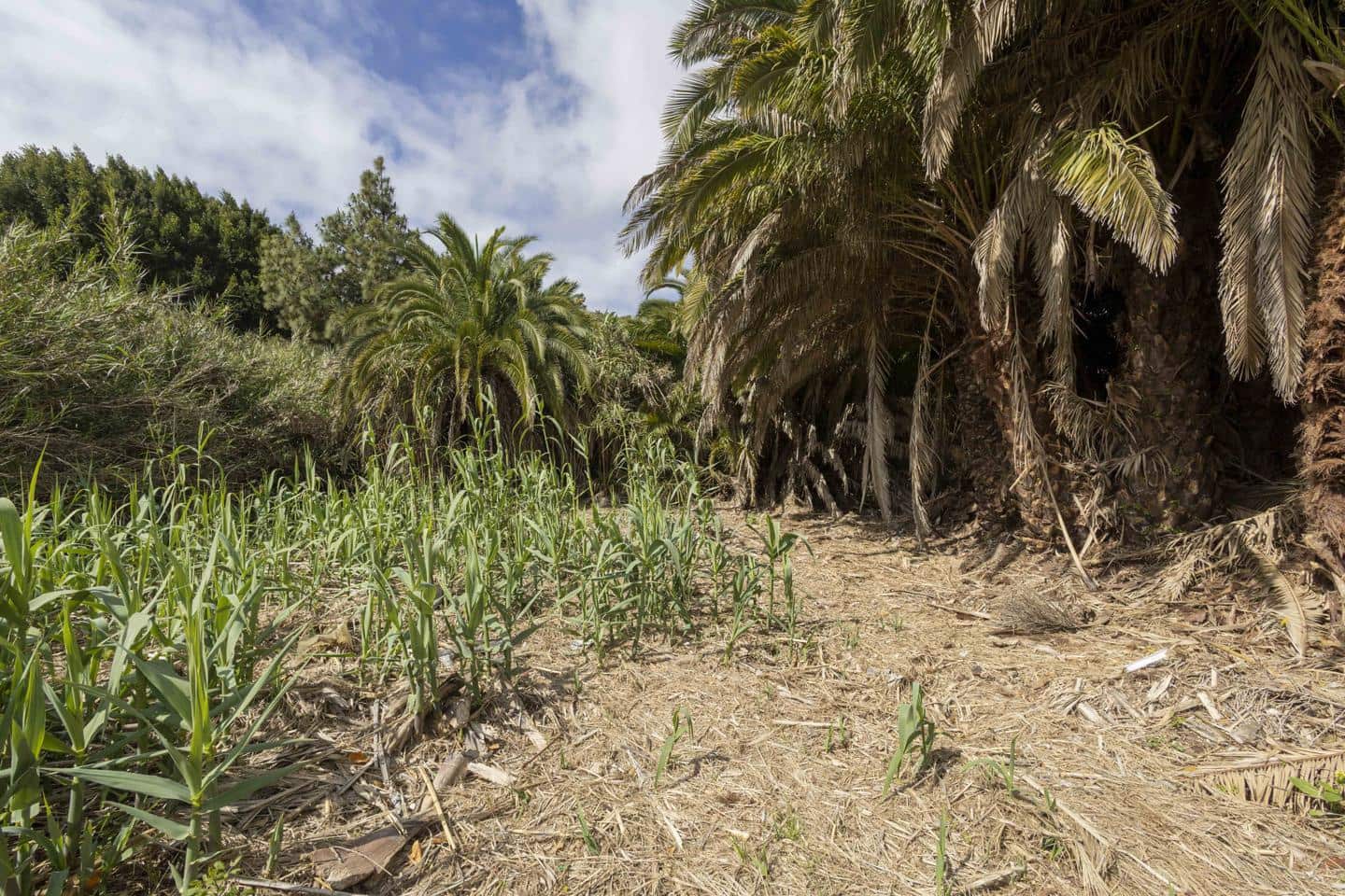 Undeveloped Land for sale in San Cristobal de La Laguna - € 490,000 (Ref: 9819343)