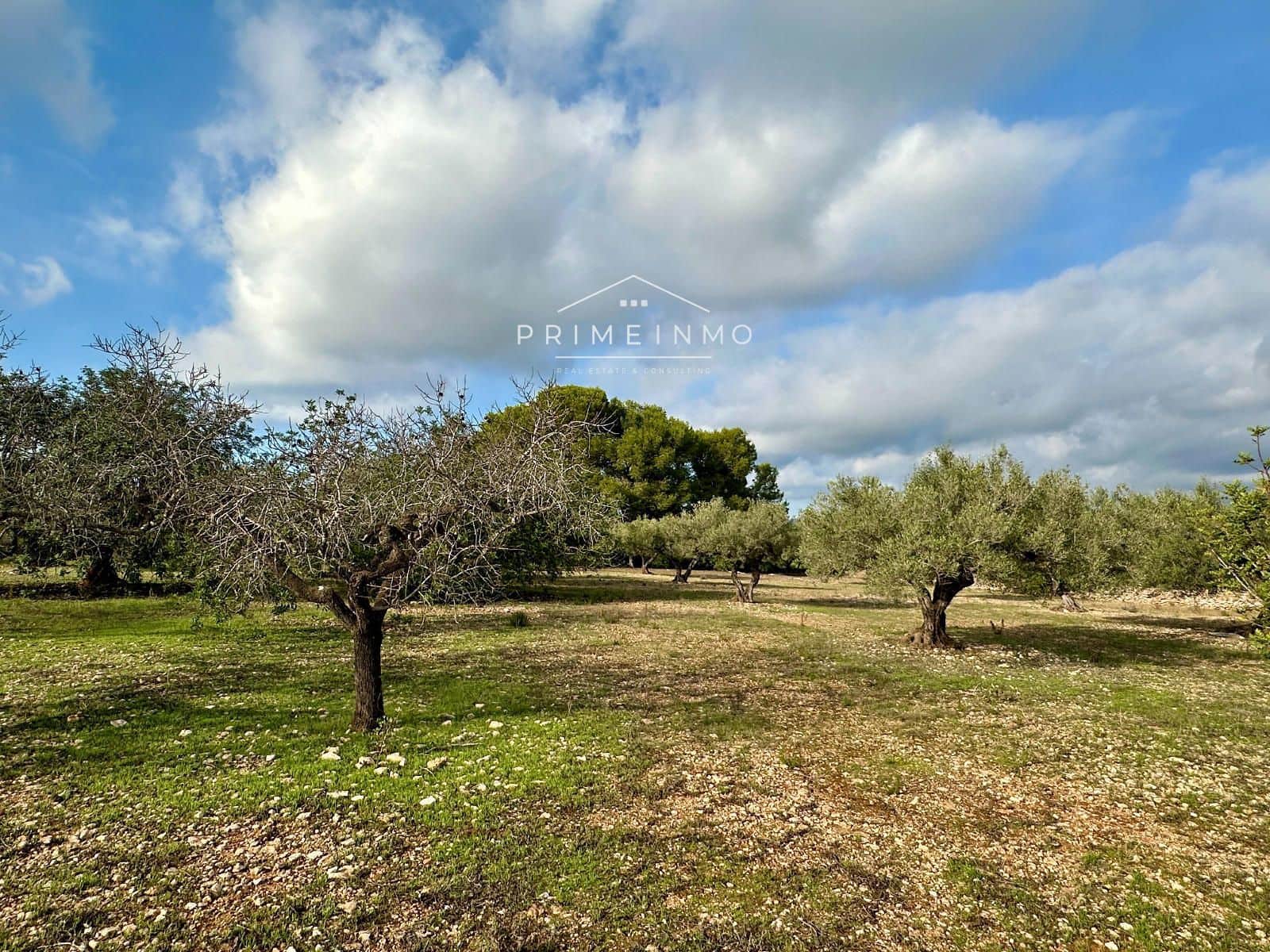 Ubebygd land til salgs i El Perello - € 118 000 (Ref: 10165465)