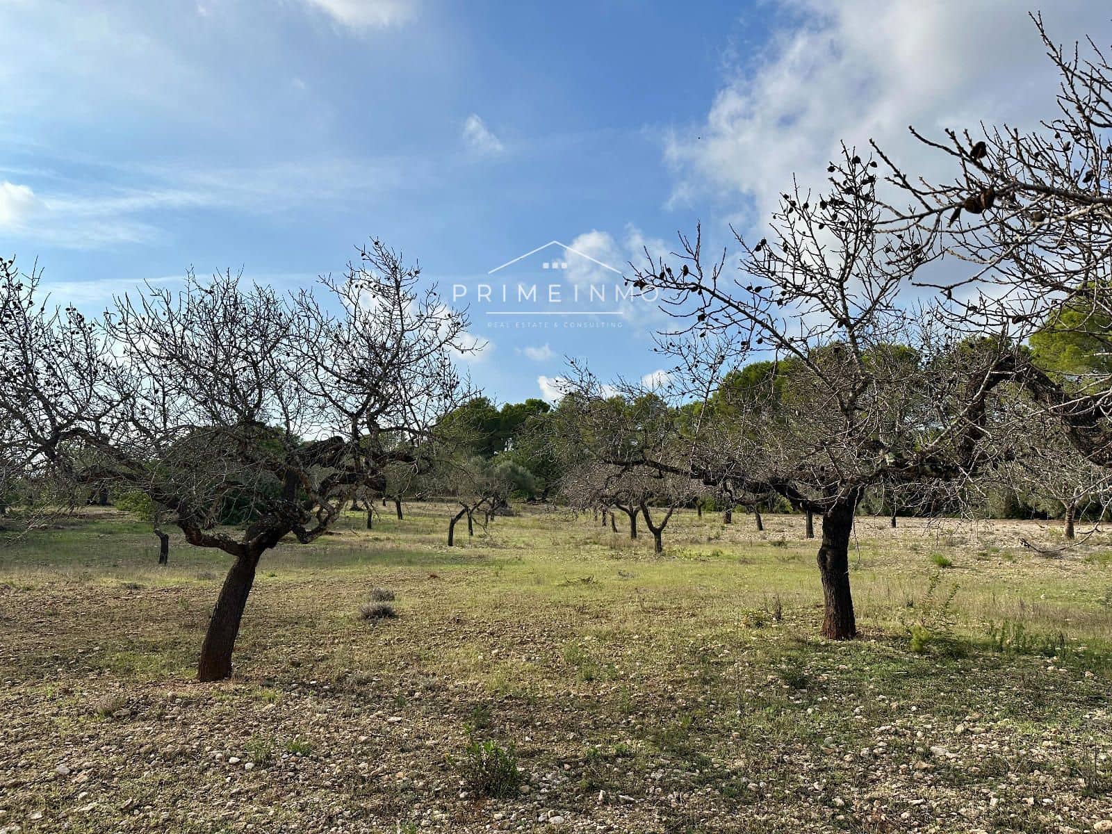 Ubebygd land til salgs i El Perello - € 118 000 (Ref: 10165465)
