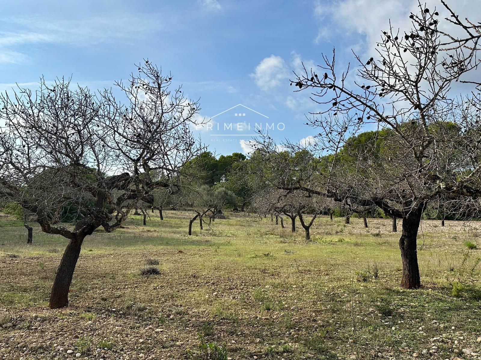 Ubebygd land til salgs i El Perello - € 118 000 (Ref: 10165465)