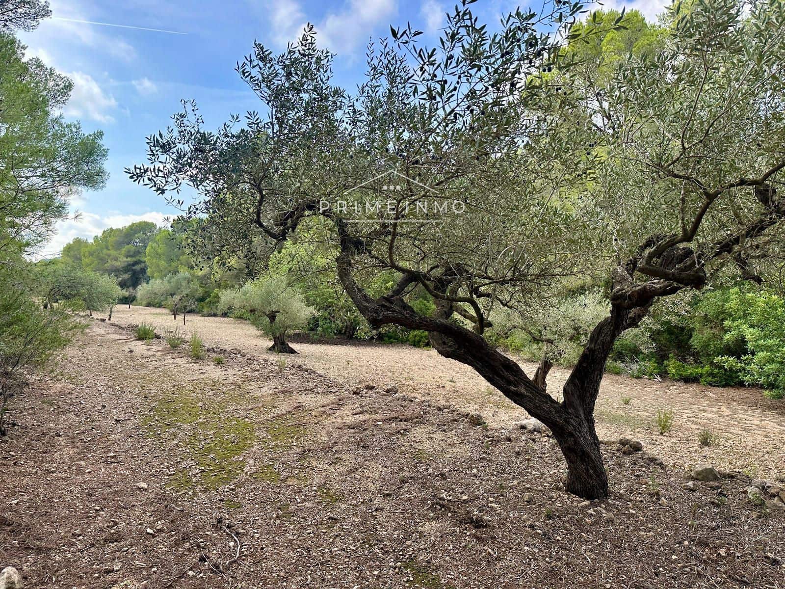 Ubebygd land til salgs i El Perello - € 118 000 (Ref: 10165465)
