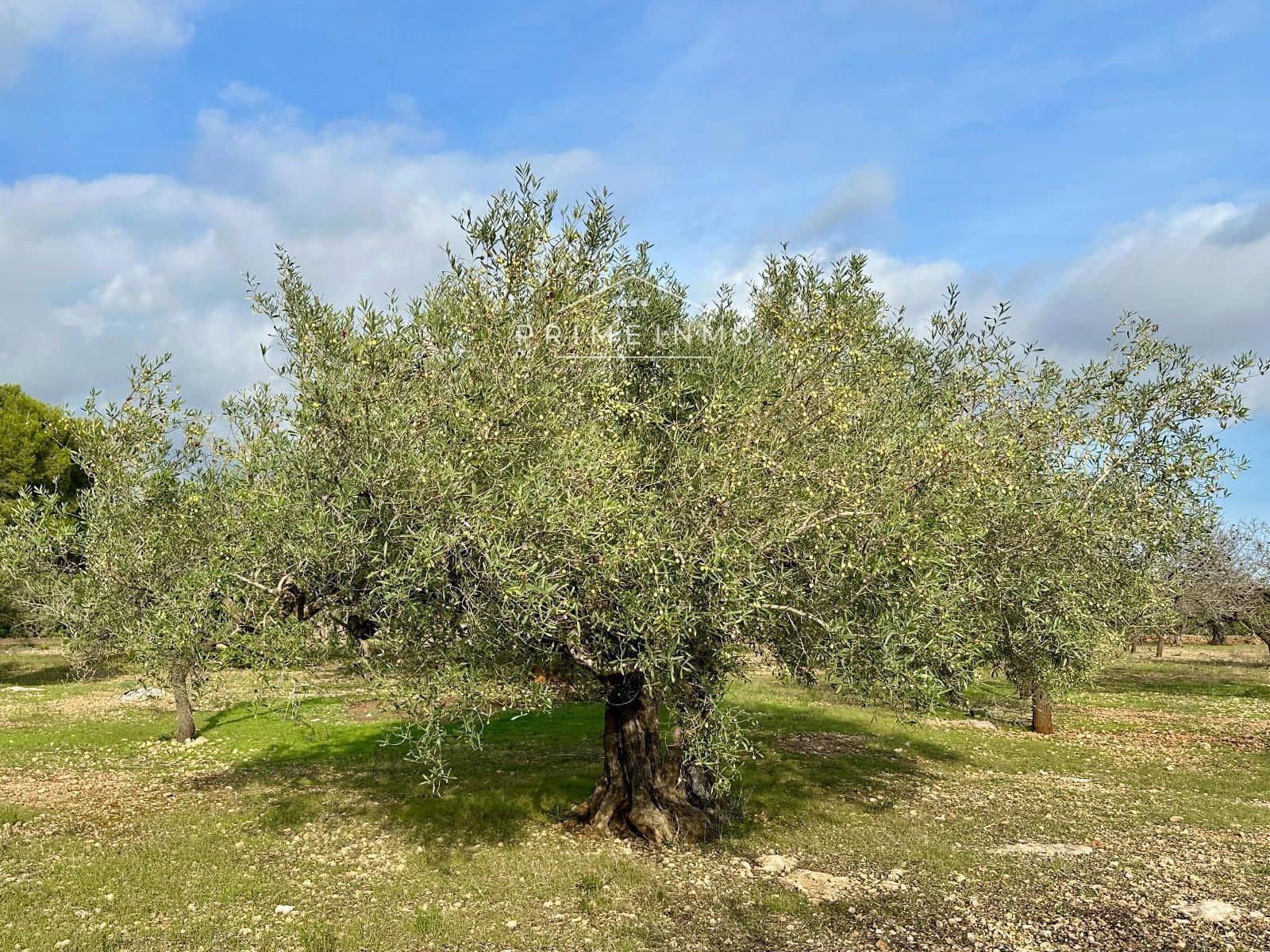Ubebygd land til salgs i El Perello - € 118 000 (Ref: 10165465)