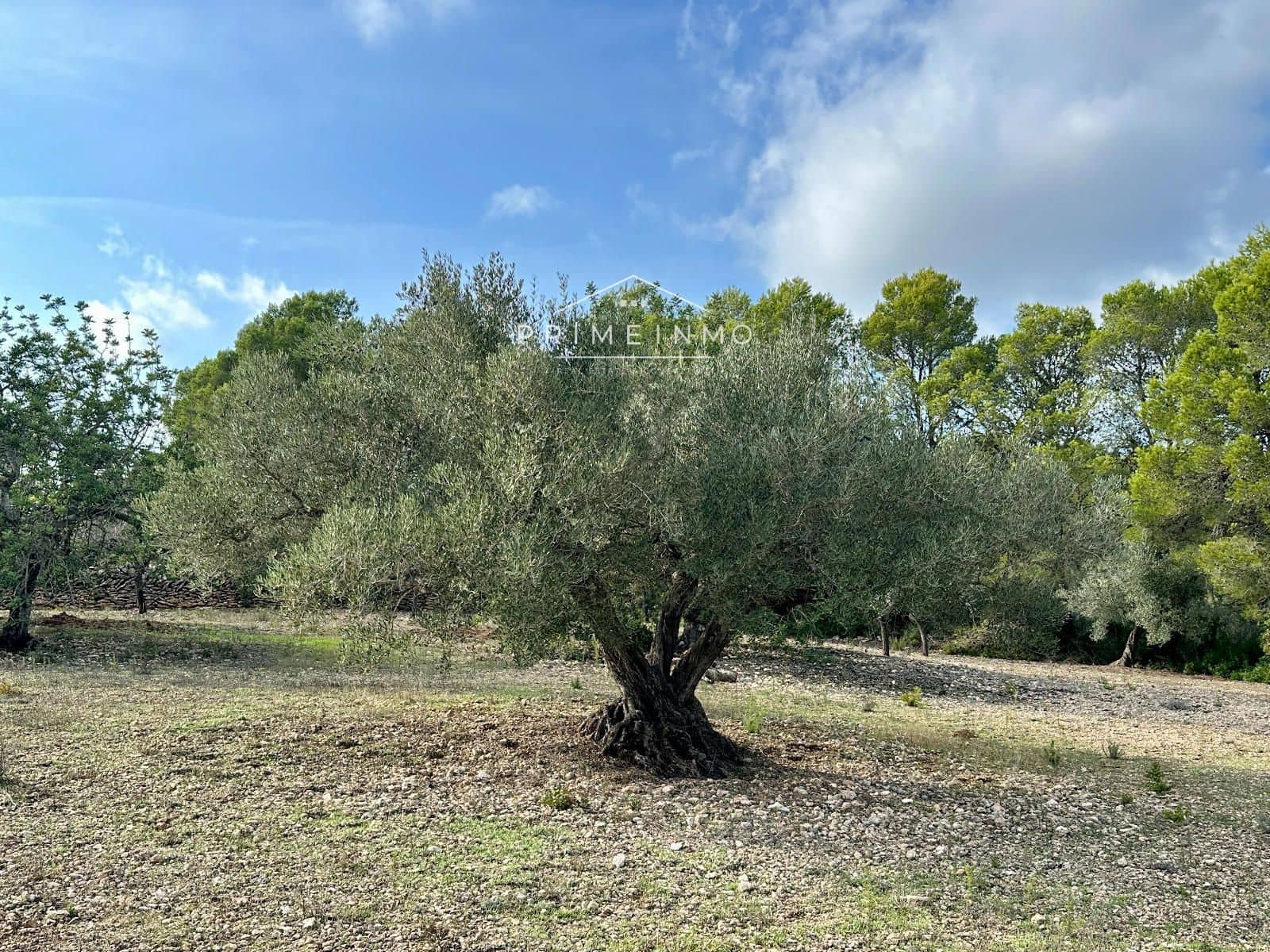 Ubebygd land til salgs i El Perello - € 118 000 (Ref: 10165465)