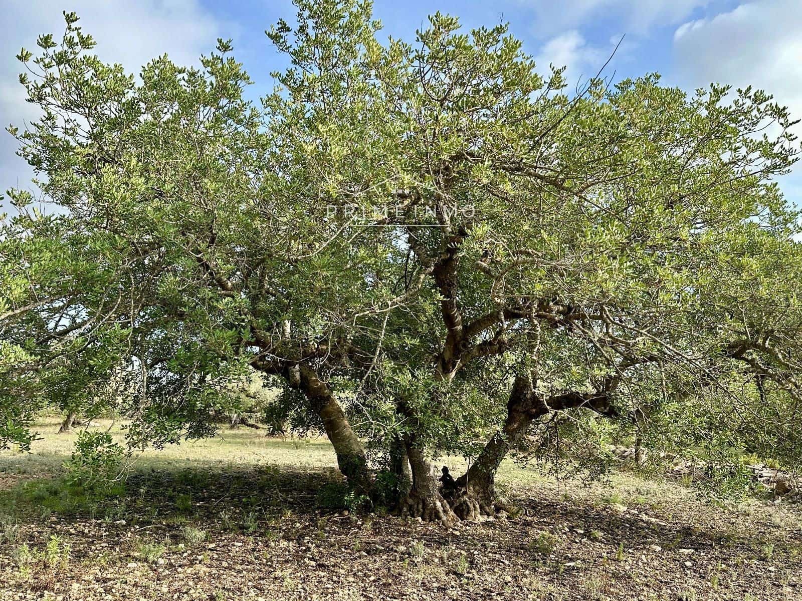 Ubebygd land til salgs i El Perello - € 118 000 (Ref: 10165465)