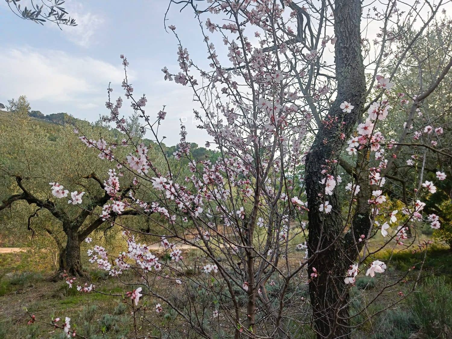 Grunde uden byggetilladelser til salg i Rasquera - € 33.000 (Ref: 7464543)