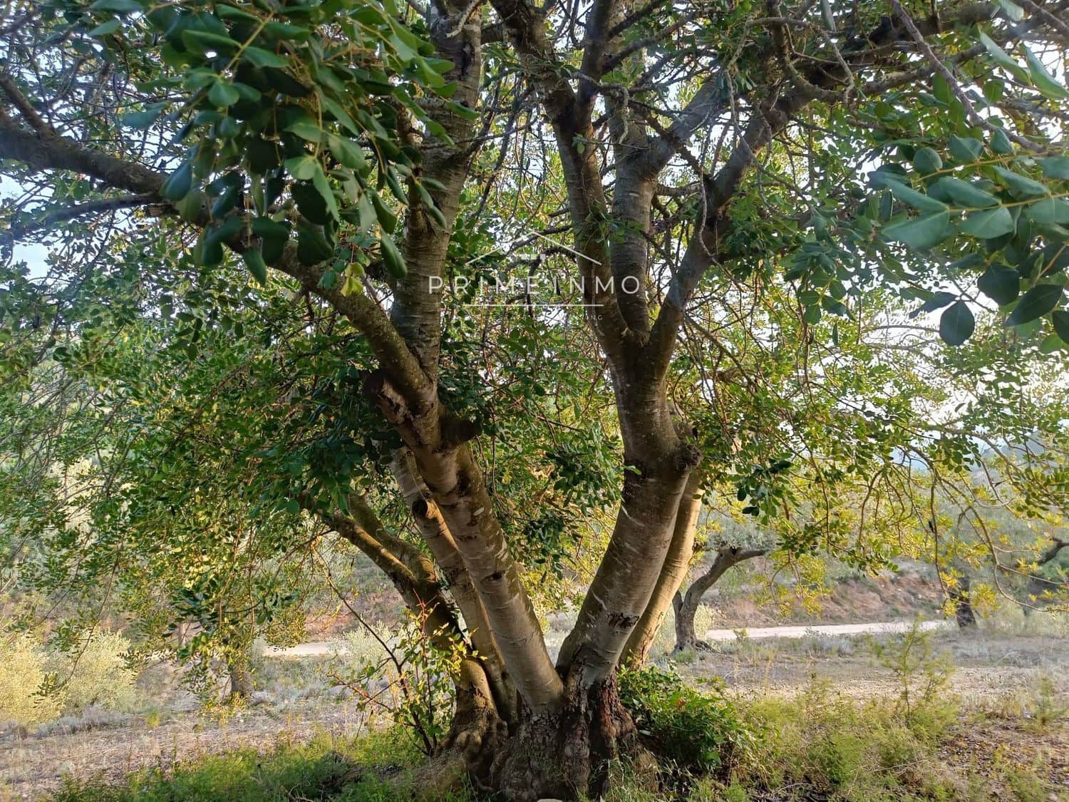 Grunde uden byggetilladelser til salg i Rasquera - € 33.000 (Ref: 7464543)