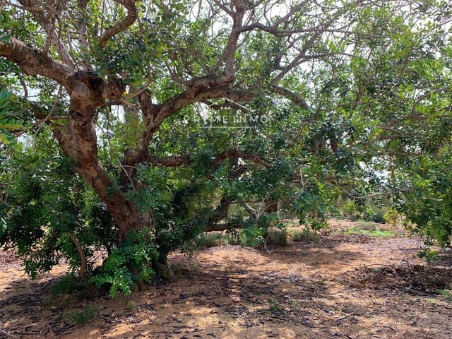 Terre non Aménagée à vendre à El Perelló - 79 000 € (Ref: 8206431)