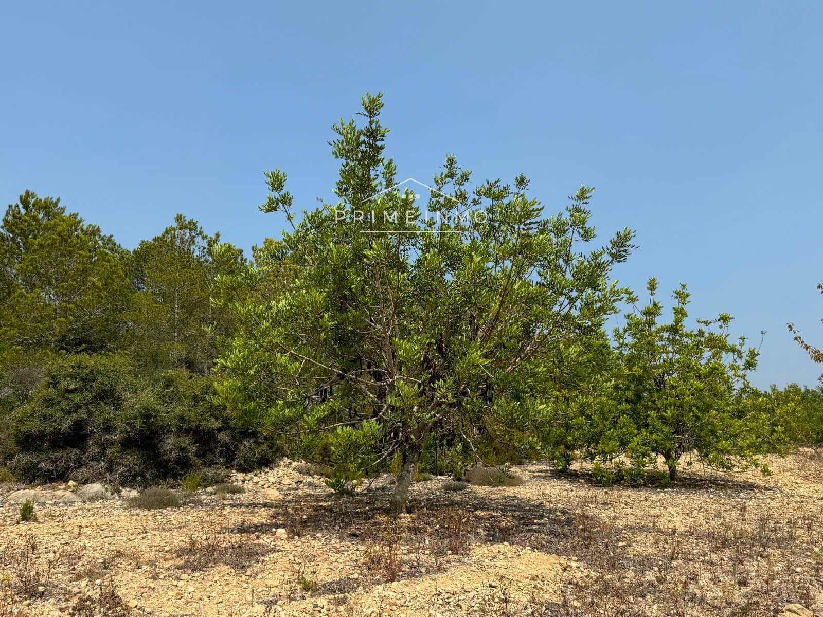 Undeveloped Land for sale in El Perello - € 55,000 (Ref: 8983010)