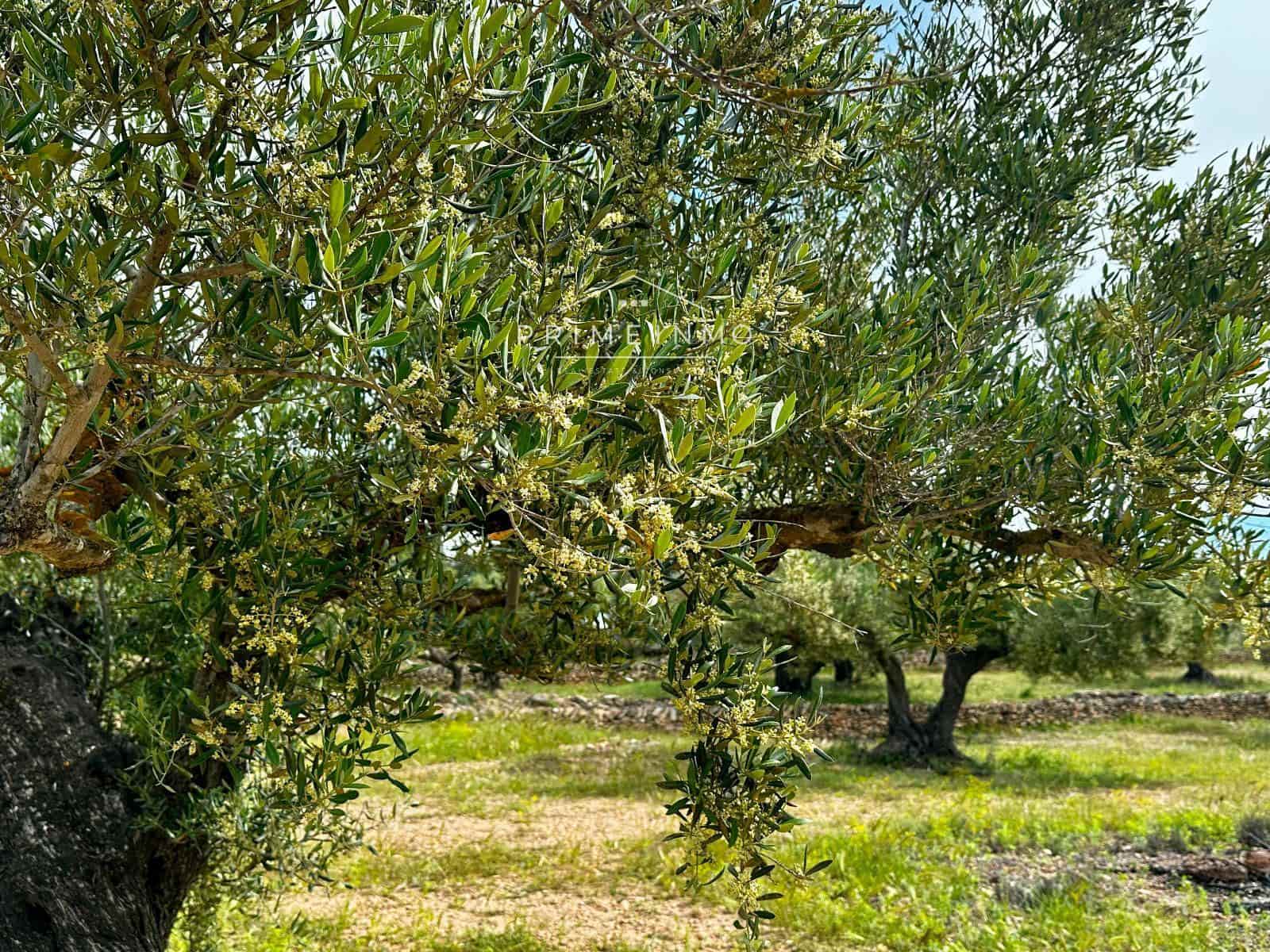 Grunde uden byggetilladelser til salg i L'Ametlla de Mar - € 189.000 (Ref: 9008355)