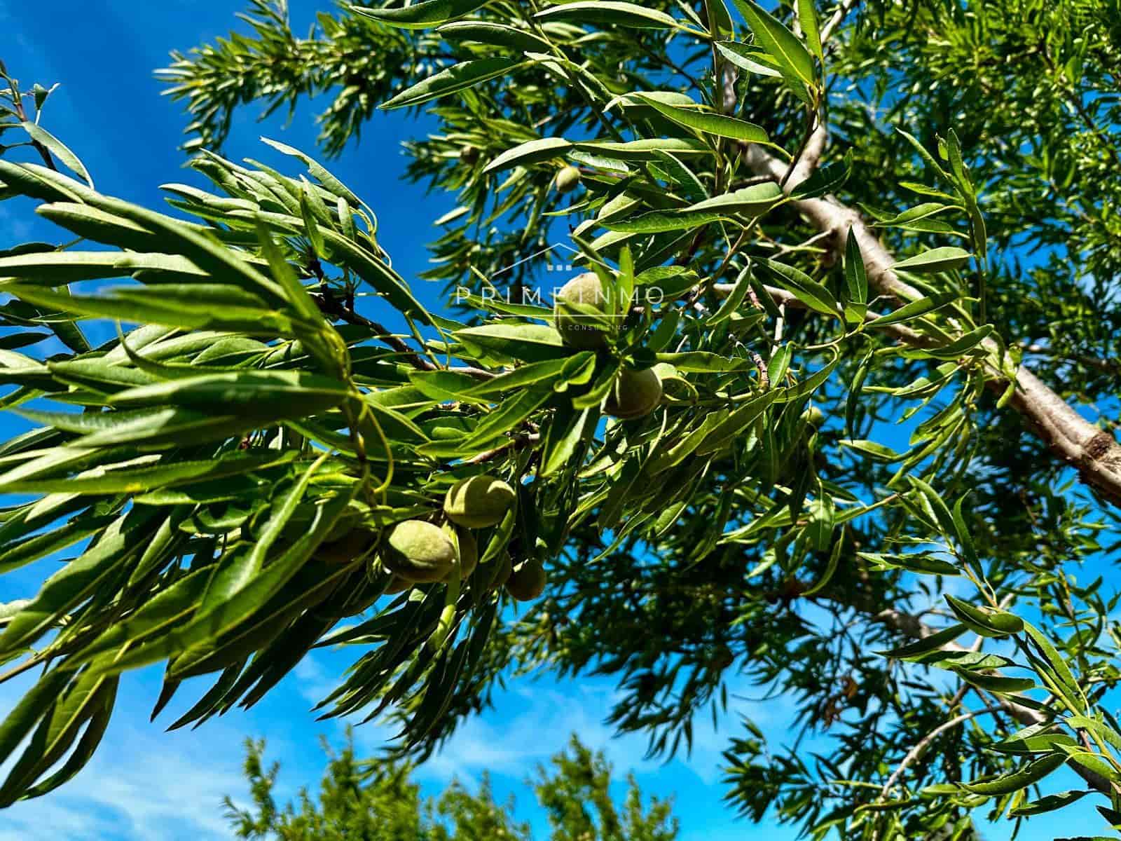 Ubebygd land til salgs i L'Ametlla de Mar - € 33 000 (Ref: 9013502)