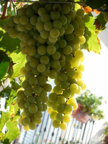 8 makuuhuone Majatalo/aamiaismajoitus myytävänä paikassa Carcabuey mukana uima-altaan - 350 000 € (Ref: 7352345)