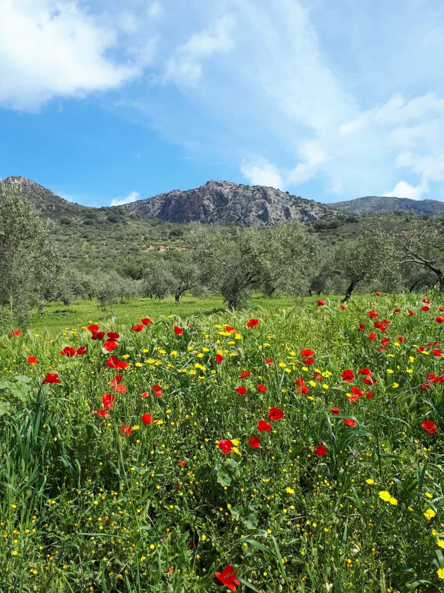 8 makuuhuone Majatalo/aamiaismajoitus myytävänä paikassa Carcabuey mukana uima-altaan - 350 000 € (Ref: 7352345)
