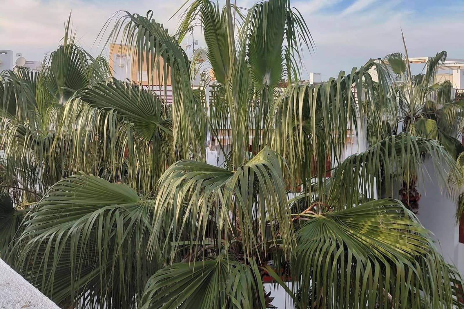 2 bedroom Apartment for sale in Playa Flamenca with pool - € 229,950 (Ref: 9782105)