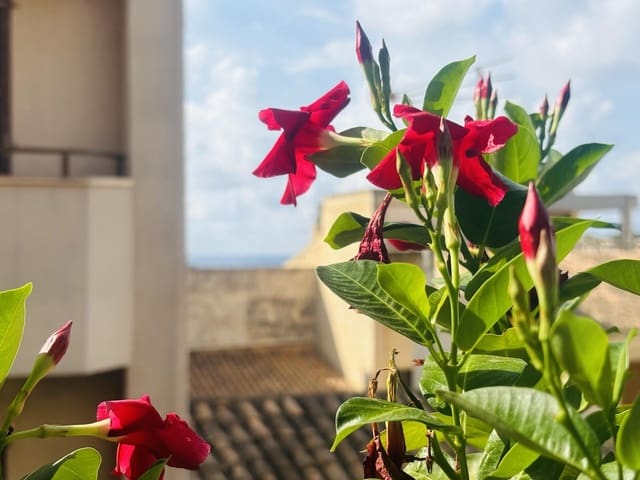 2 bedroom Apartment for sale in Portocristo / Port de Manacor, Manacor - € 295,000 (Ref: 8488590)