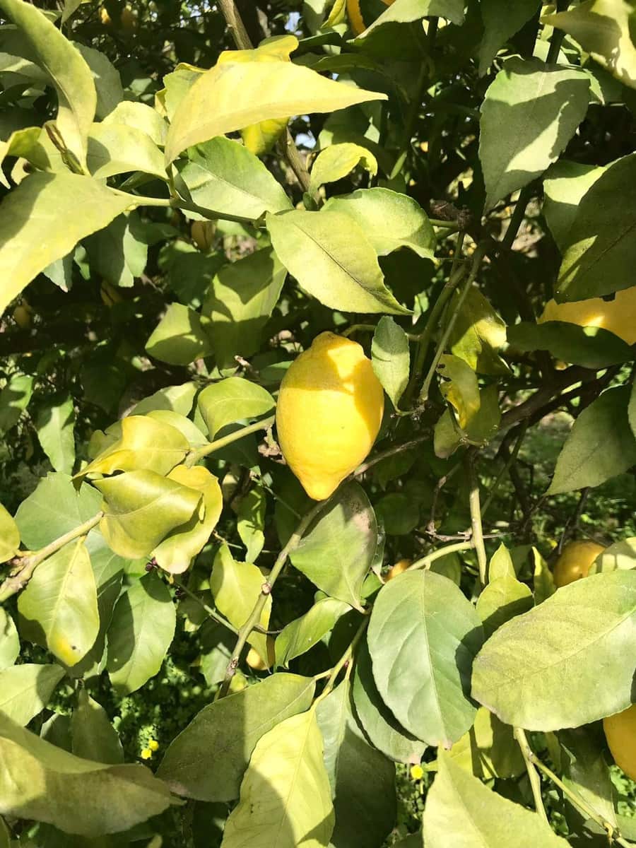 2 soverom Villa til salgs i El Velerin med svømmebasseng garasje - € 380 000 (Ref: 8640897)