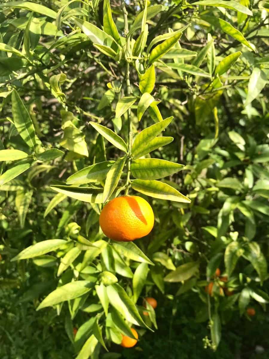 2 soverom Villa til salgs i El Velerin med svømmebasseng garasje - € 380 000 (Ref: 8640897)