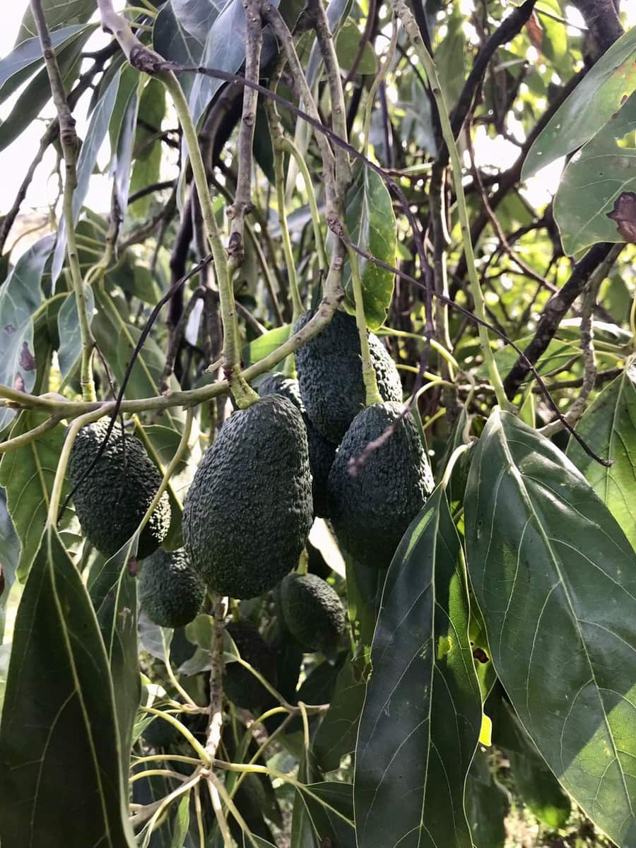 2 soverom Villa til salgs i El Velerin med svømmebasseng garasje - € 380 000 (Ref: 8640897)