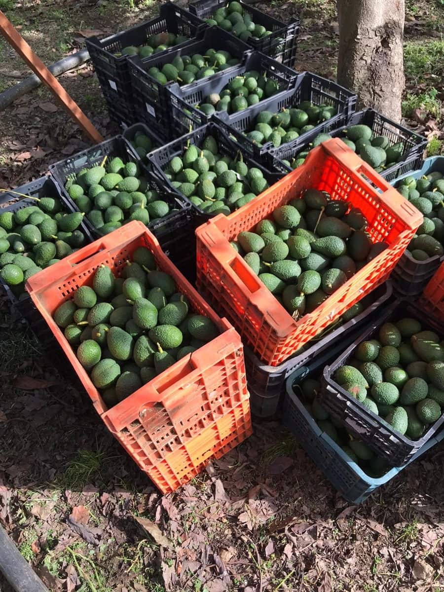 2 soverom Villa til salgs i El Velerin med svømmebasseng garasje - € 380 000 (Ref: 8640897)