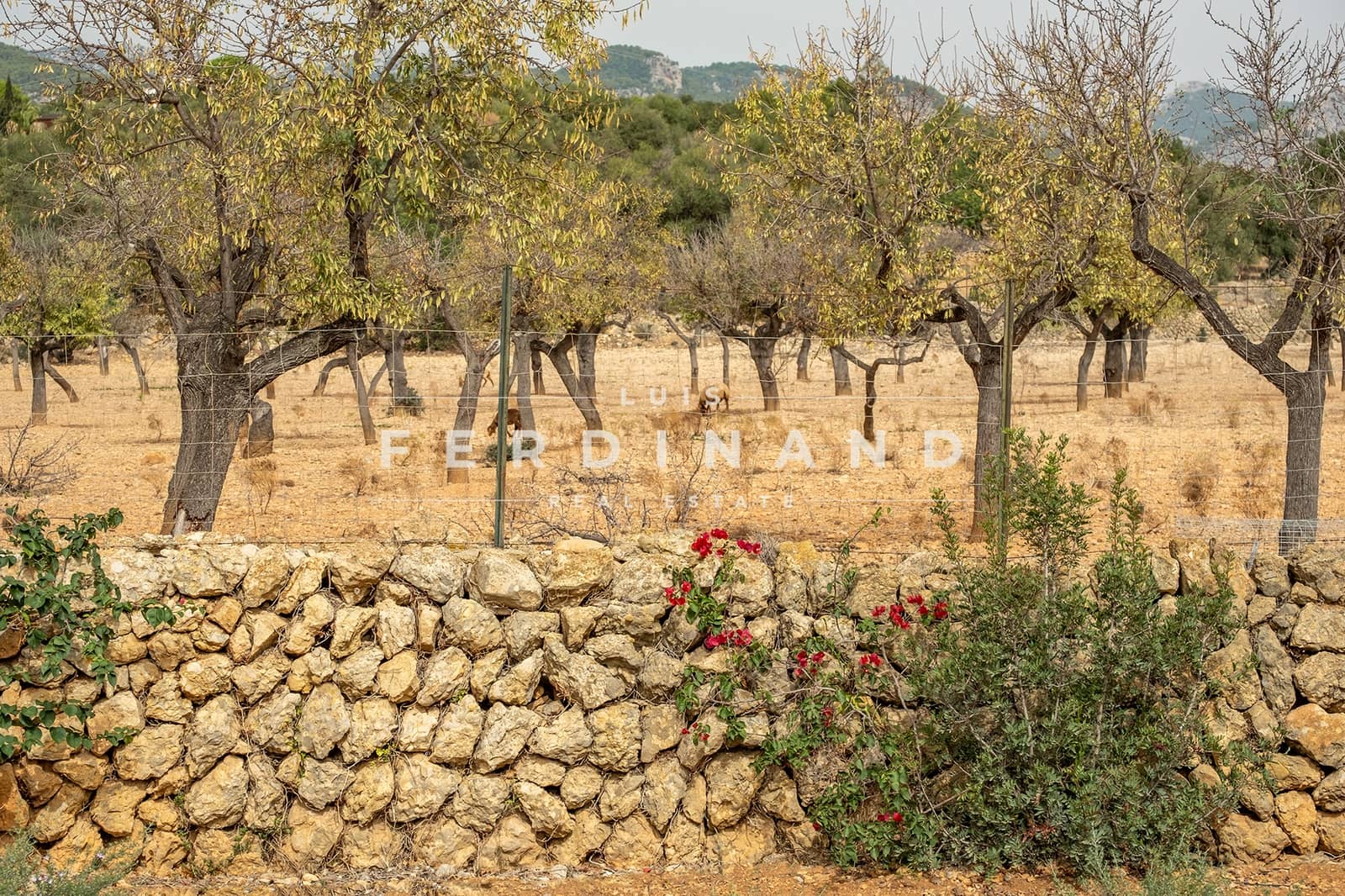 4 soveværelse Finca/Landehus til salg i Santa Maria del Cami med swimmingpool - € 5.900.000 (Ref: 7569878)