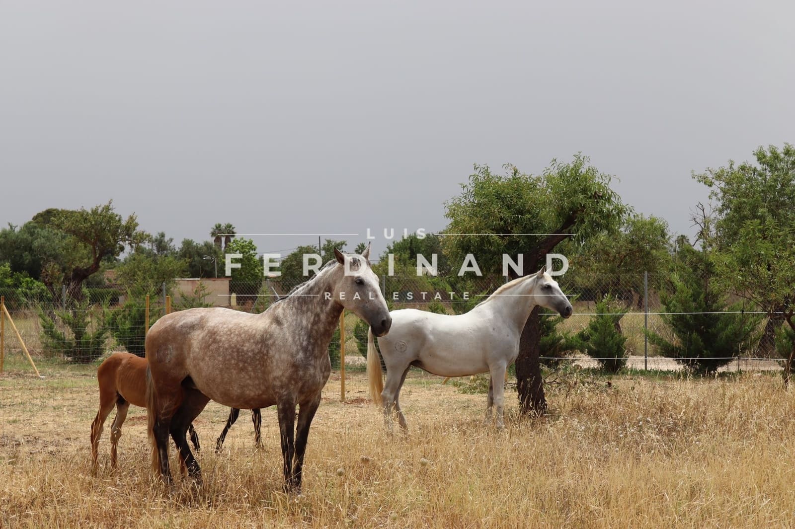 5 soveværelse Finca/Landehus til salg i Palma de Mallorca med swimmingpool garage - € 3.250.000 (Ref: 9257987)