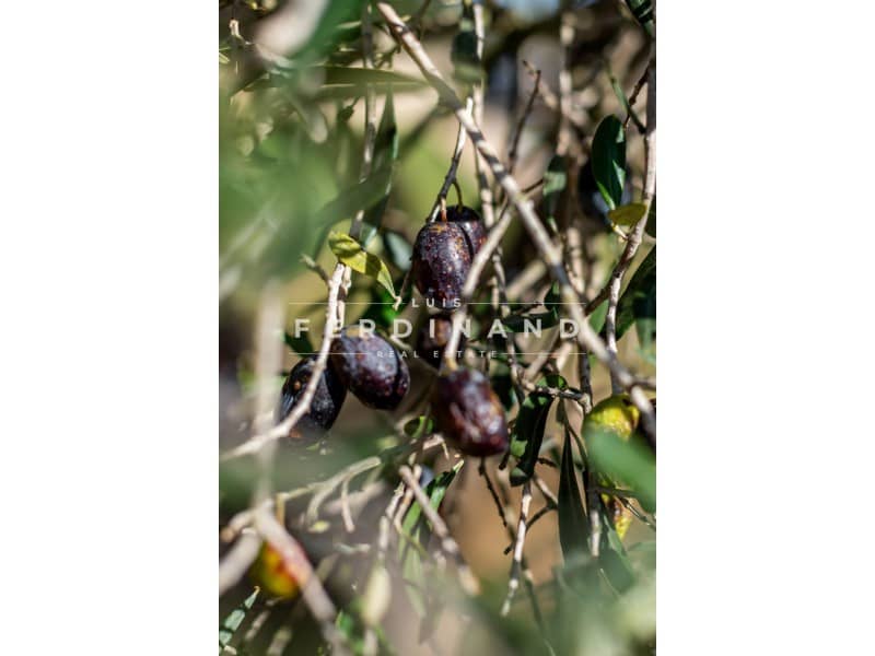 6 Zimmer Finca/Landgut zu verkaufen in Sencelles mit Pool - 2.200.000 € (Ref: 9651752)