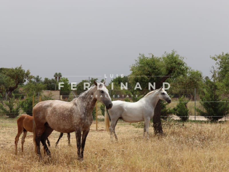 5 sypialnia Finka/Dom wiejski na sprzedaż w Palma de Mallorca z basenem - 3 250 000 € (Ref: 9651776)