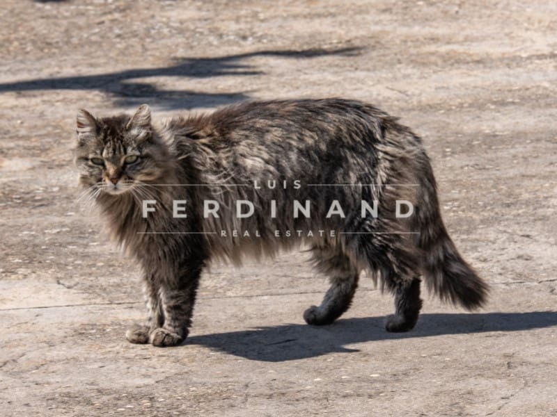 8 camera da letto Finca/Casa di Campagna in vendita in Santa Maria del Cami con piscina garage - 4.500.000 € (Rif: 9761839)