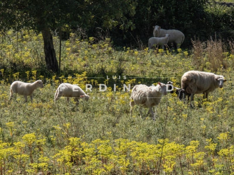 8 camera da letto Finca/Casa di Campagna in vendita in Santa Maria del Cami con piscina garage - 4.500.000 € (Rif: 9761839)