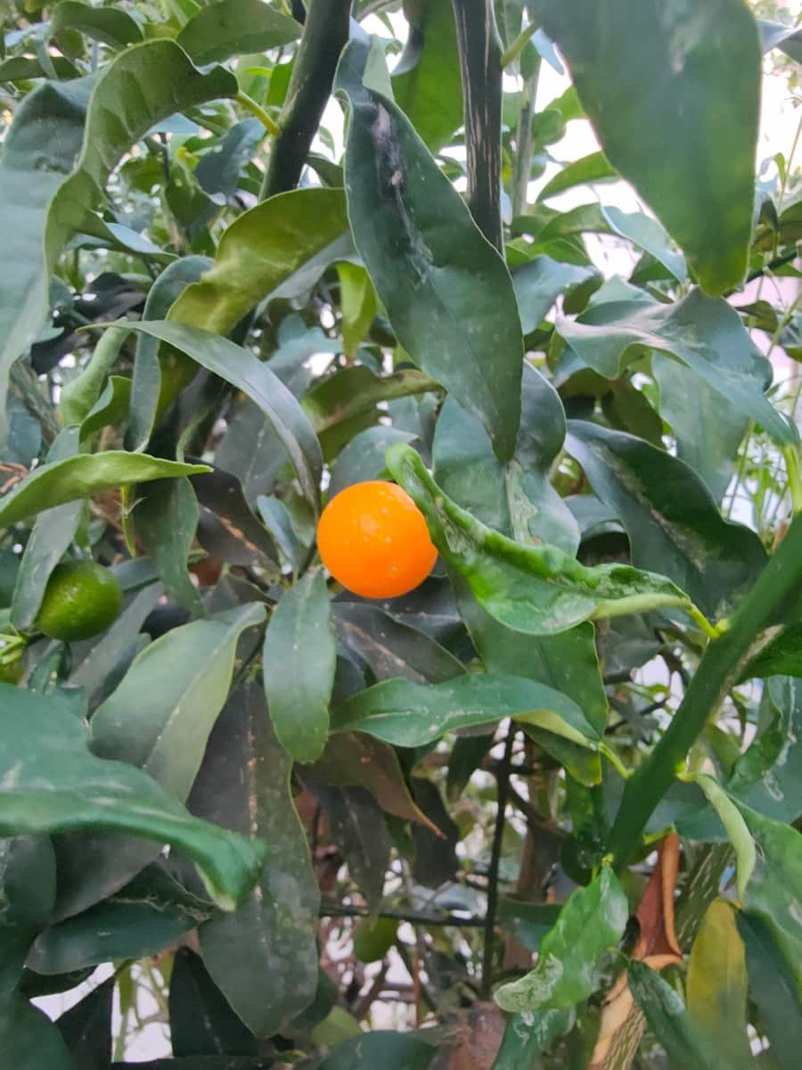 Bouwgrond te koop in Es Molinar / El Molinar - € 990.000 (Ref: 7860015)