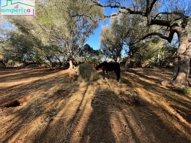 Landgrundstück zu verkaufen in Felanitx - 790.000 € (Ref: 8869785)