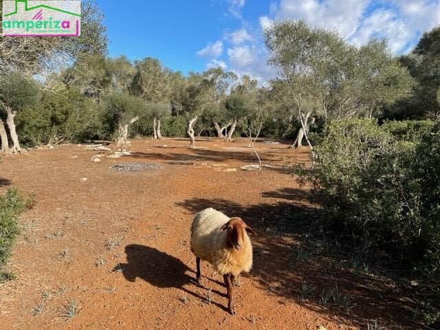 Undeveloped Land for sale in Felanitx - € 790,000 (Ref: 8869785)