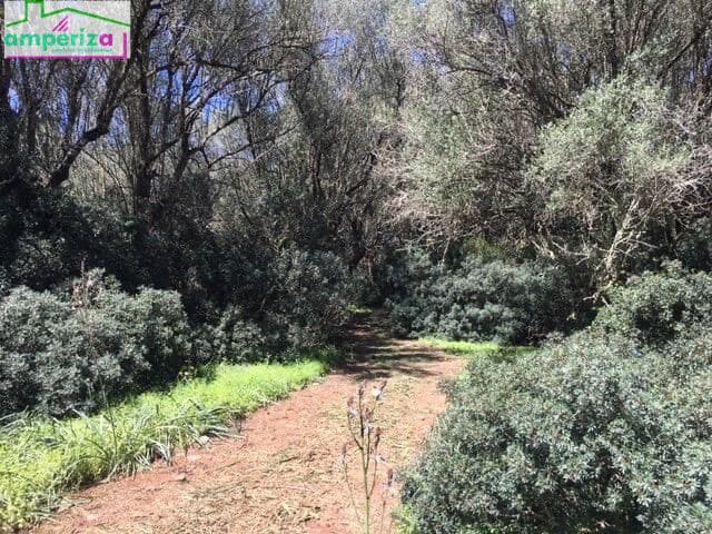 Terre non Aménagée à vendre à Felanitx - 790 000 € (Ref: 8869785)