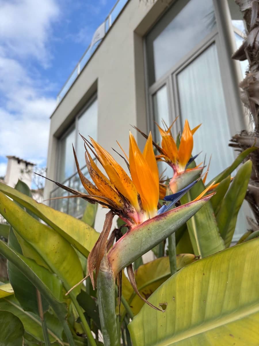 2 bedroom Villa for sale in Alcudia with garage - € 555,000 (Ref: 9591527)